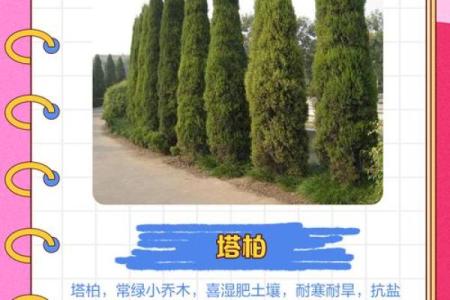 风水学说_北京故宫御花园种了好多柏树