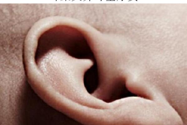 风水面相耳朵垂大的人代表有福气吗