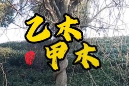 八字乙木