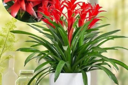 风水什么花能带来好运气吸引财富