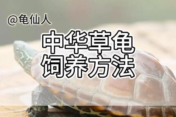 养龟风水_为什么卧室里面不能养乌龟
