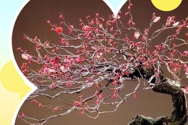 风水上家里可不可以养梅花