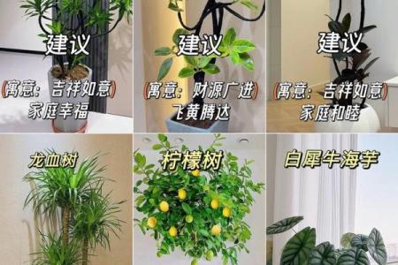 园林风水_家居养花有哪些禁忌