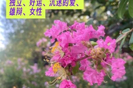 紫薇斗数好运
