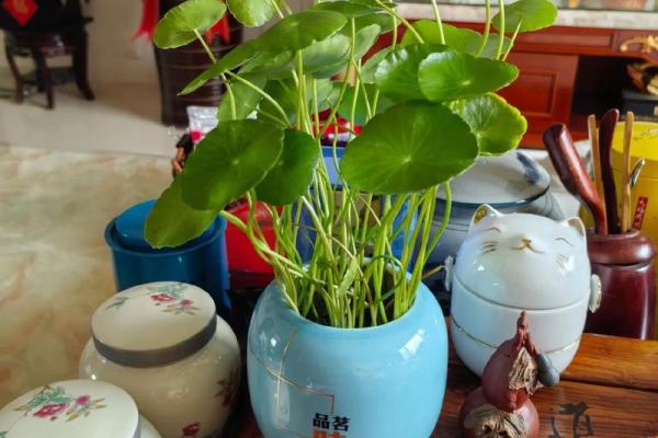 办公室花卉摆放风水 小小的一盆花也有讲究