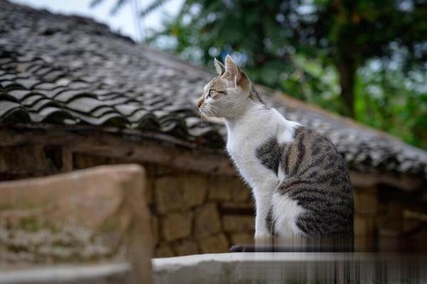 风水传说_猪来穷狗来富猫来头上顶白布