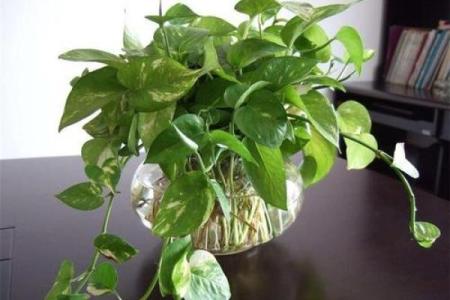 办公室花卉摆放风水 小小的一盆花也有讲究