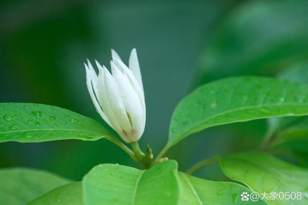 算命说的白花