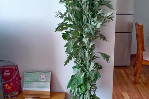 风水习俗端午挂艾草是单还是双解答