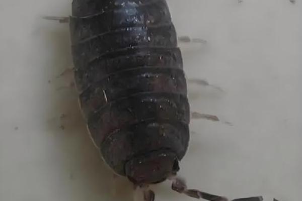 家里风水_家里突然出现多个潮虫是什么征兆