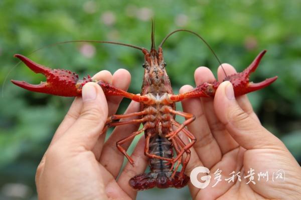 风水招财_养虾招财么