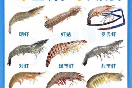 风水招财_养虾招财么