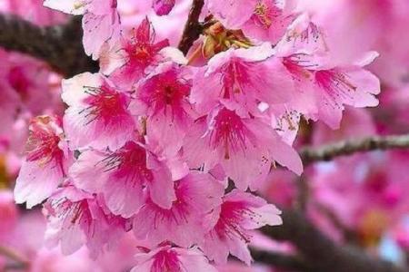婚恋看点：导致墙外桃花的风水
