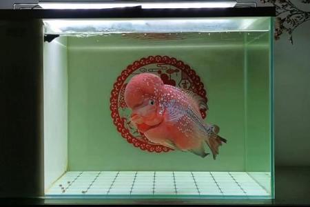 养罗汉鱼风水好吗