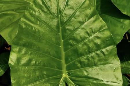厨房招财风水也很重要 放这几种花能够招财改运