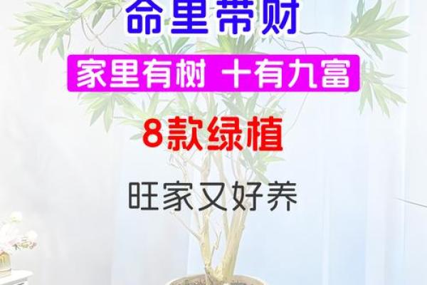 公司摆放风水禁忌 摆放什么植物可以招财