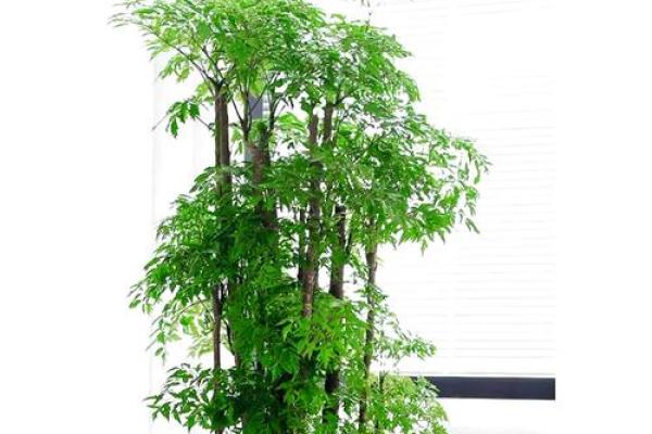 办公室摆放植物有什么风水讲究