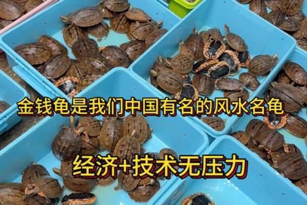 哪个生肖不宜养龟风水