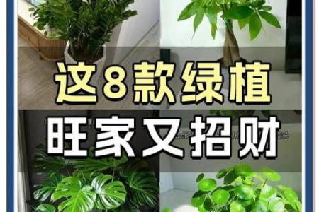 公司摆放风水禁忌 摆放什么植物可以招财