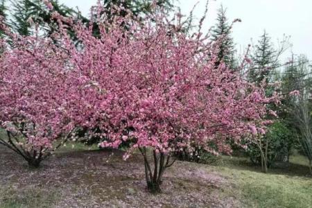 花树花枝算命