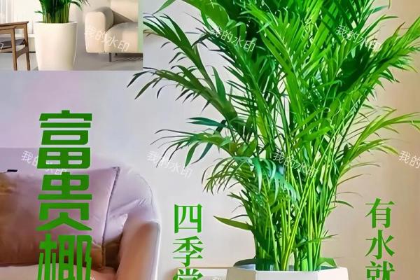 富贵椰子的风水寓意 富贵椰子的风水寓意