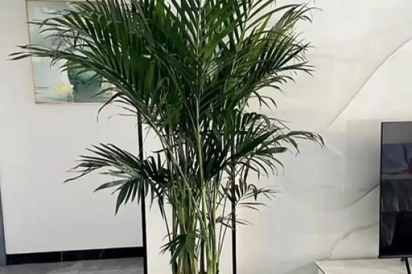 富贵椰子的风水寓意 富贵椰子的风水寓意