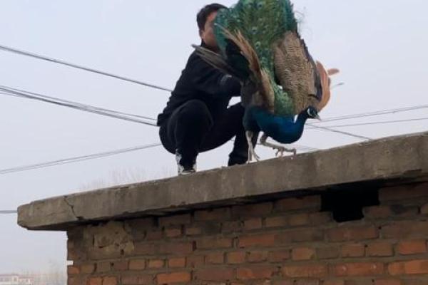 开车摔跤了还能去算命吗 开车摔跤了还能去算命吗