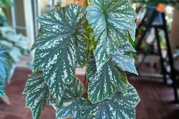 秋海棠的风水 秋海棠的风水