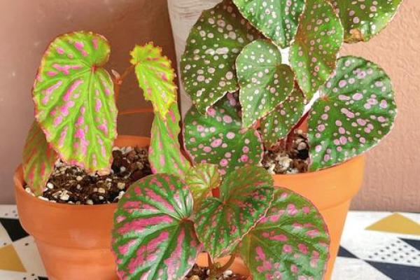 秋海棠的风水 秋海棠的风水