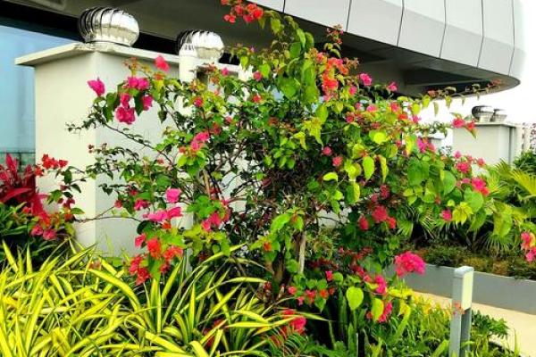 窗外花坛风水好吗 窗外花坛风水好吗