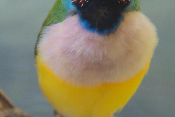 七彩文鸟风水 七彩文鸟风水