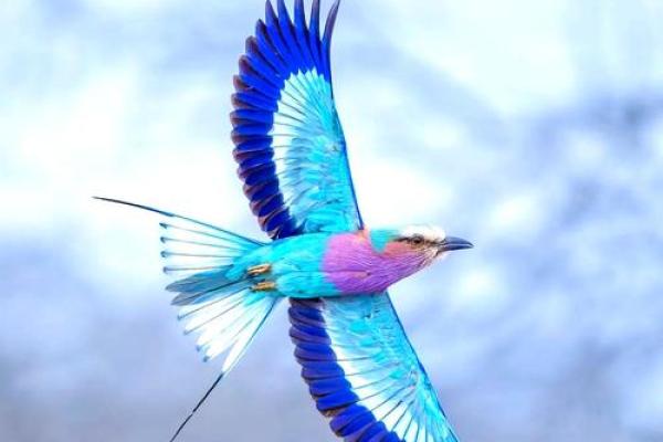 七彩文鸟风水 七彩文鸟风水