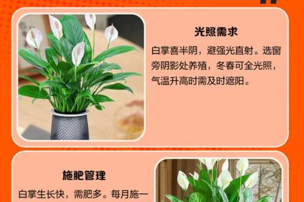 白掌风水攻略 白掌风水攻略