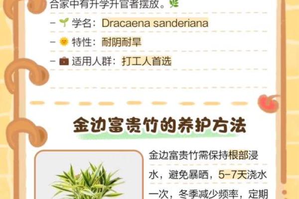 如何养殖富贵竹风水 如何养殖富贵竹风水