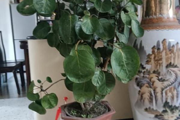 房子西边适合种什么植物风水好 房子西边适合种什么植物风水好