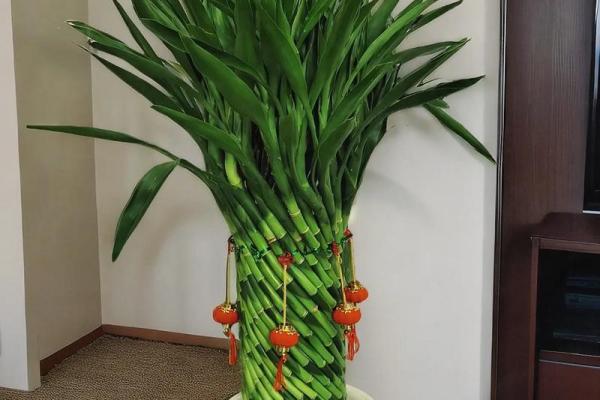 家庭风水家里种黄金竹好吗招财聚宝 家庭风水家里种黄金竹好吗招财聚宝