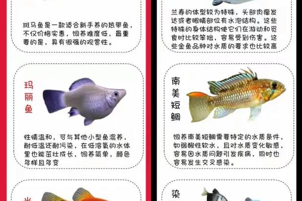 养鱼养几条好-千万注意条数对风水也有大影响 养鱼养几条好-千万注意条数对风水也有大影响