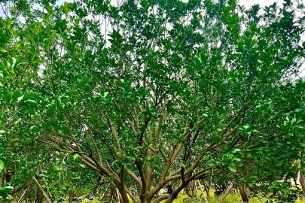 房子屋顶能种柚子树吗风水 房子屋顶能种柚子树吗风水