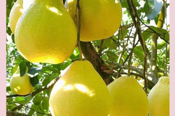 房子屋顶能种柚子树吗风水 房子屋顶能种柚子树吗风水