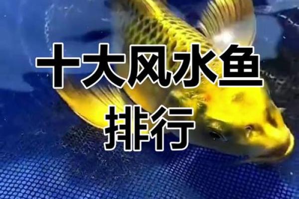 风水鱼的摆放,风水鱼摆放鱼头朝里还是朝外好 风水鱼的摆放,风水鱼摆放鱼头朝里还是朝外好