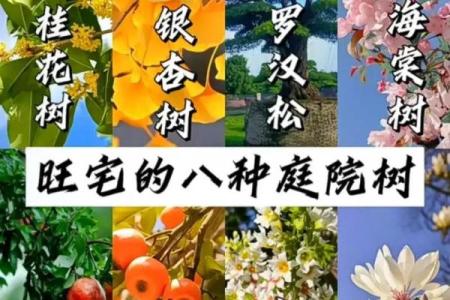 北方庭院十大吉祥之树风水树