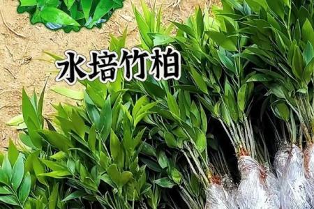 平安竹的风水作用