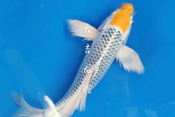 风水鱼的种类大全