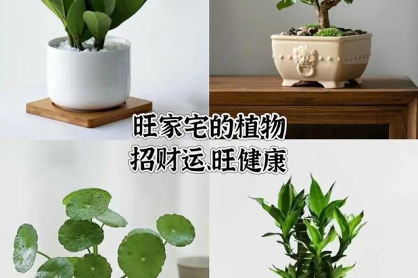 风水旺财_客厅旺财植物有哪些呢