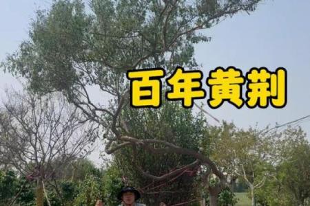 十大凶树十大吉树都是哪些风水树？