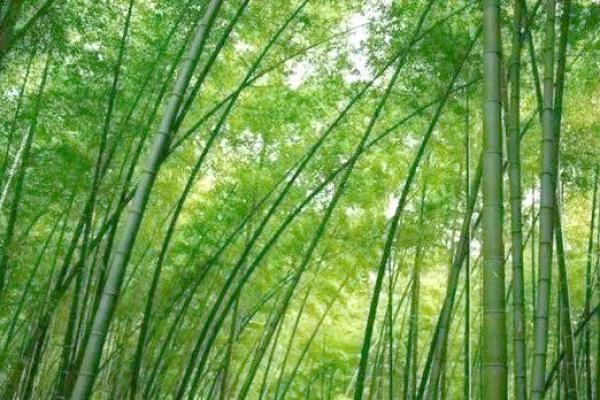竹竿的风水 竹竿的风水