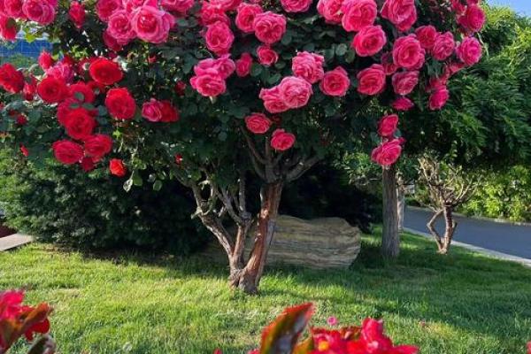 院子的风水_风水庭院种什么花好