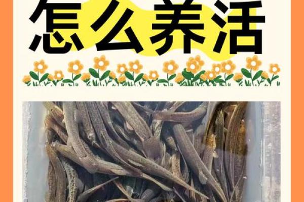 养泥鳅风水攻略