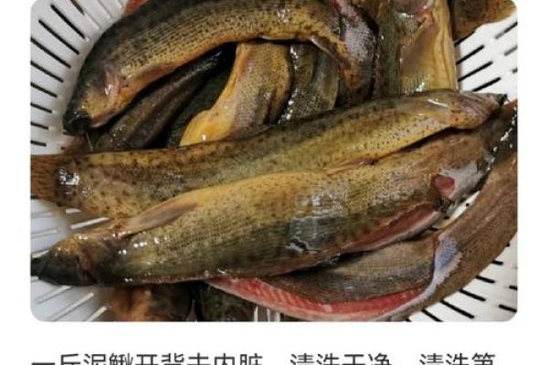 养泥鳅风水攻略