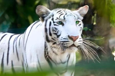 白虎在八字中代表什么意思 白虎八字代表何意